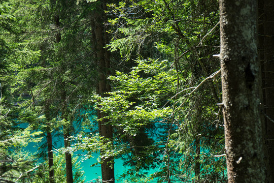 view of crestasee through the forest