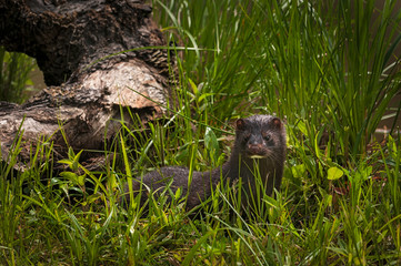 Adult American Mink (Neovison vison) Looks Out from Grass