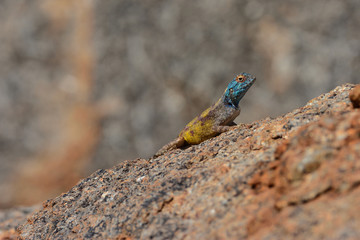 Naklejka na ściany i meble Namibia NamibRand nature reserve lizard