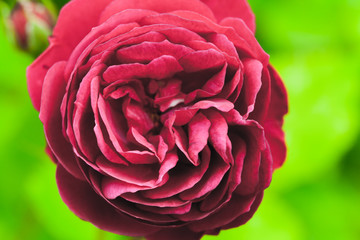 Red rose flower, close up photo