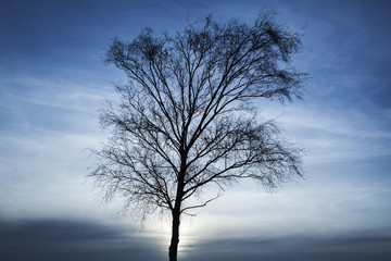 Silhouette of bare tree over dark blue sky