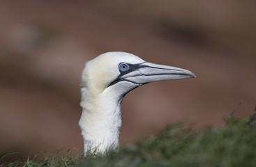 The northern gannet on the island of Helgoland