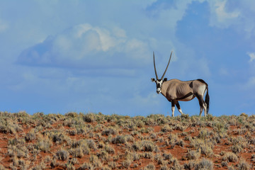 Namibia NamibRand nature reserve oryx