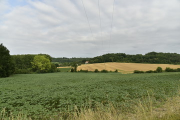 Vaste champs de tournesols pas encore en fleur au Périgord Vert 