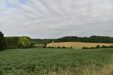Plantation de tournesols vers la fin de la journée à Champagne au Périgord Vert 