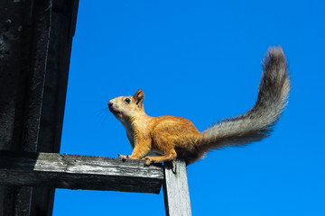 Squirrel sits on blue sky background