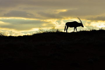 Fototapeta na wymiar Namibia NamibRand nature reserve oryx sunset