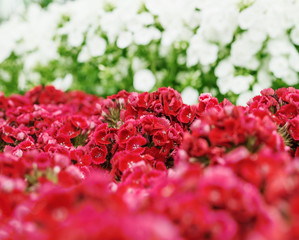 a bunch of Sweet William (Dianthus barbatus) flowers, red, pink and white colors, close up
