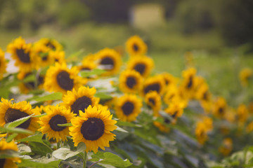 Field of sunflowers. sunflowers on farm. Copy space for your text