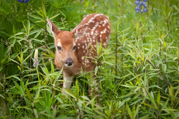 White-Tailed Deer Fawn (Odocoileus virginianus) Ear Back
