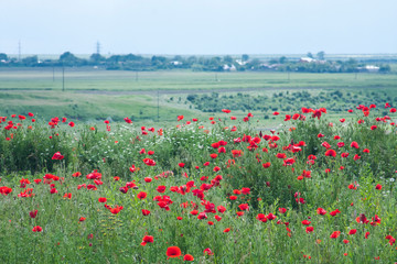 Field with poppies (Papaver rhoeas)