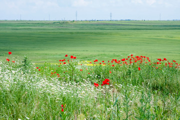 Field with poppies (Papaver rhoeas)