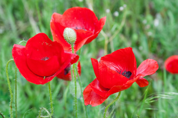 Naklejka premium Field with poppies (Papaver rhoeas)