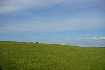 Fototapeta premium Grass field by the coast of Atlantic Ocean, Ireland