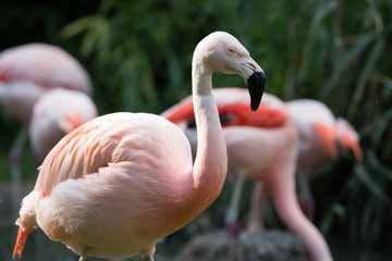 Fototapeta premium Flamingo