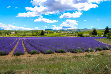 Violet Lavender Fields in Provence, France - Violet Lavandula Landscape