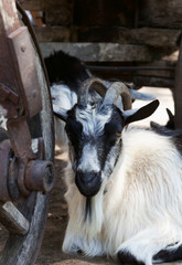 Goat resting under old wooden cart