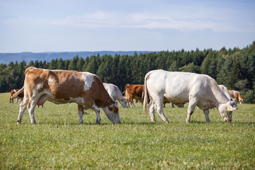 Naklejka na ściany i meble Herd of cows and calves grazing on a green meadow