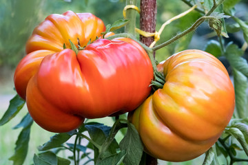 Zapotec pleated heirloom tomatoes growing in the garden