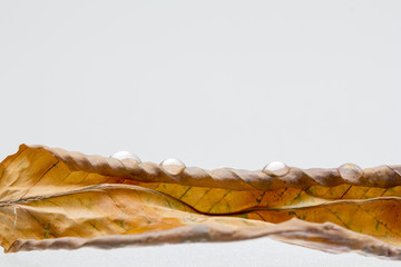 Autumnal, colorful dried leaves - texture and background