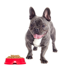 French bulldog dog And a bowl of feed