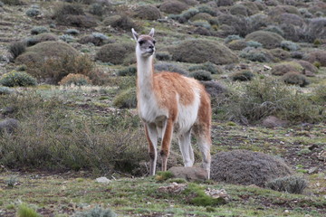 Guanaco