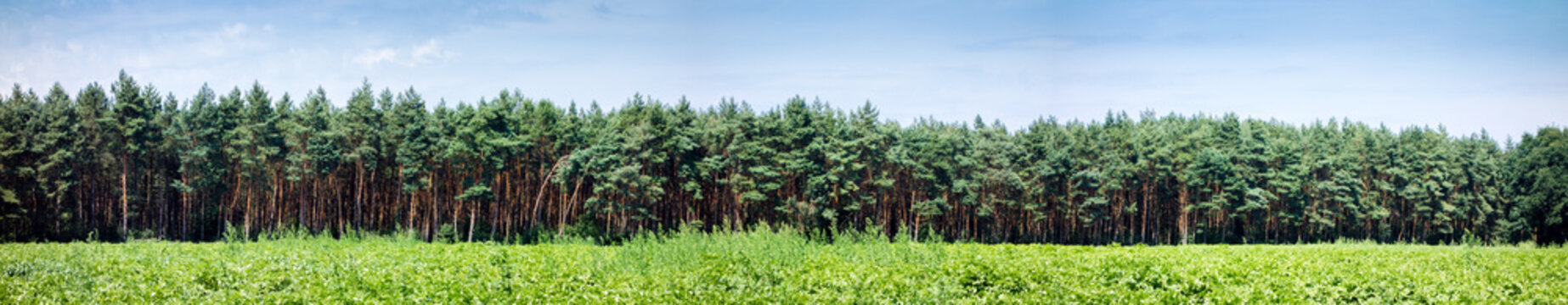 Panorama, Kiefernwald und Landwirtschaft, Hintergrund, Forstwirtschaft, Deutschland