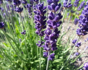 Elongate Purple Flower