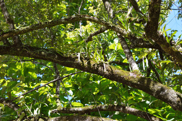 little words in the branches