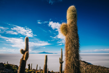 Cactuses in Uyuni salt flats