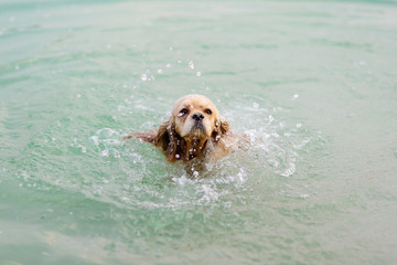 Light dog breed cocker spaniel swims in the water