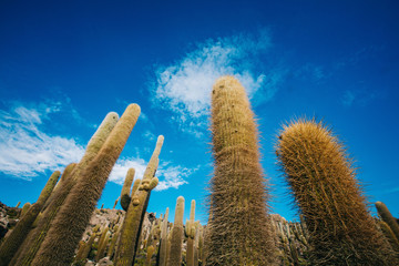 Cactuses in Uyuni salt flats