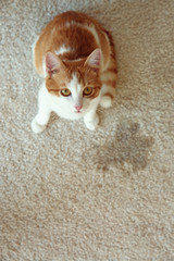 Cute cat sitting on carpet near wet spot