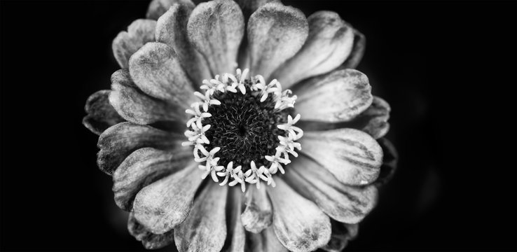 Fototapeta Elegant black white floral background Zinnia flower. Macro view selective focus monochrome photography, up view