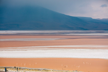 Flamingos in Uyuni salt flats