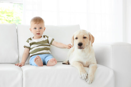 Cute child with Labrador Retriever on sofa at home