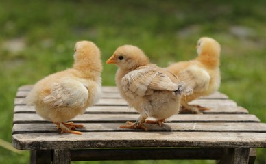 little chickens on chair 