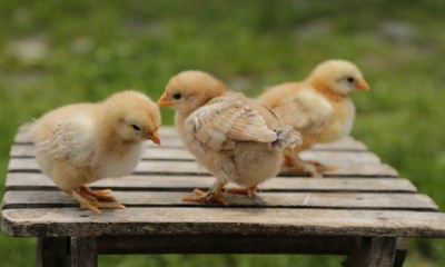 little chickens on chair 