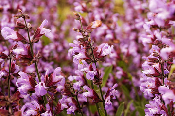 Zbliżenie na kwiat szałwi © adam_kurylo
