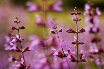 Close up view of a bee on a sage