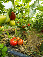 Dojrzewające owoce pomidorów uprawianych ekologicznie - obrazy, fototapety, plakaty