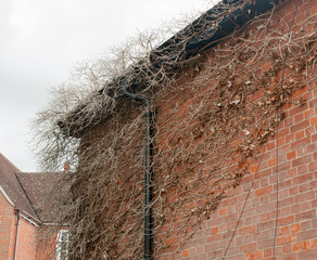 dead tree up the side wall of an old house