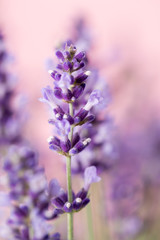 Obraz premium Lavender flowers.