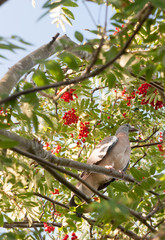 dove pigeon resting in a tree of rowan berries as seen from below close up