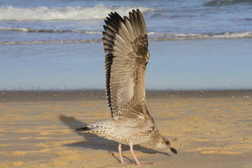 The marble of the sea - the gooseberry at South Bethany, DE