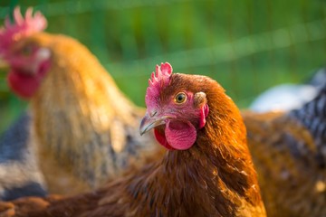 Farm chickens herd on their grassland