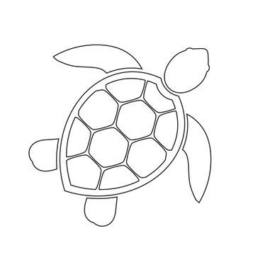 Sea turtle line icon