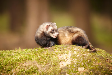 Sable ferret posing on moss deep in summer forest