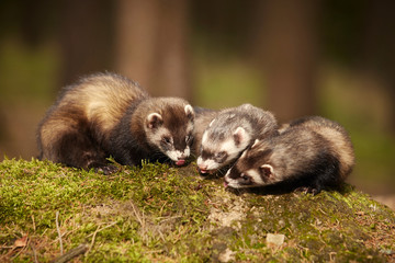 Sable ferret group posing on moss deep in summer forest