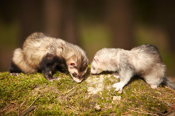 Ferret couple posing on moss deep in summer forest